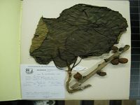 Herbarium sample